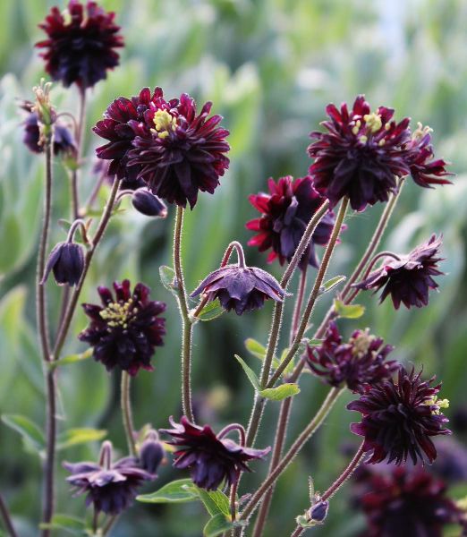 Aquilegia vulgaris 'Black Barlow' 